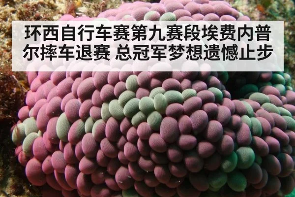 环西自行车赛第九赛段埃费内普尔摔车退赛 总冠军梦想遗憾止步